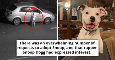 Snoop, the Dog Caught on Camera Being Abandoned, Has Found a New Home, and His Joy Knows No Bounds Now