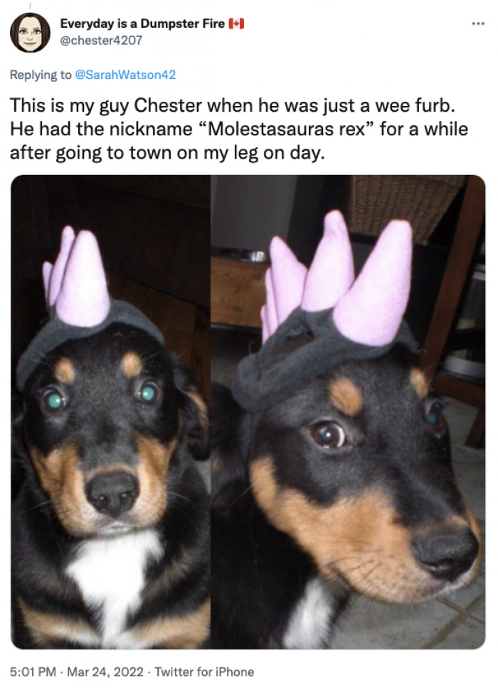 13. It's a doggosaur!