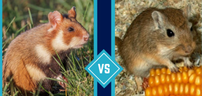 Gerbil vs Hamster: Which Small Pet Is Right for You?