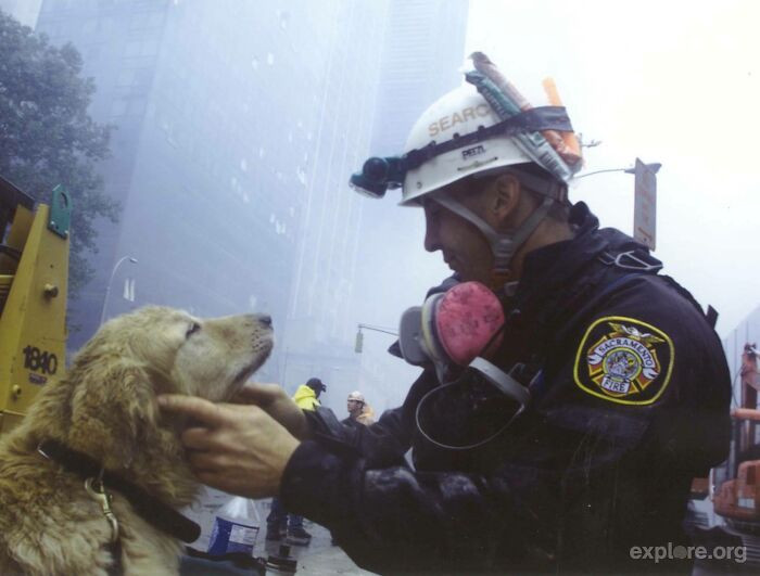 21. Some dogs risked their lives during 9/11.