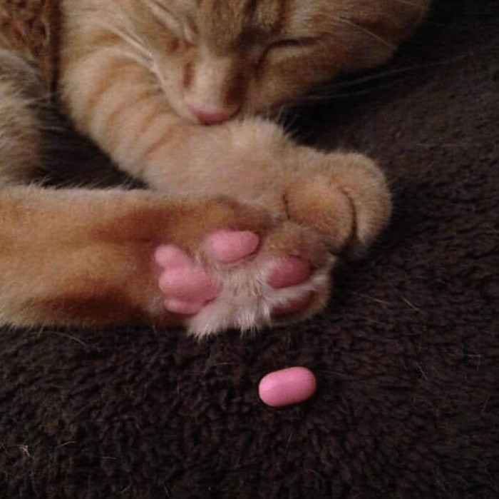 19. Toe beans looking like a pill