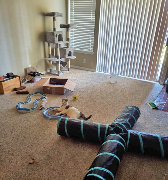 15. It's a new home, but the cat has more toys than her owner has furniture.