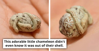 Camera Captures The Moment This Adorable Chameleon Hatches, But It Doesn't Even Realize It's Out Of Its Shell