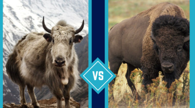 Yak vs Bison: 7 Differences in Build, Habitat, and Use