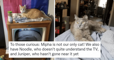 This Cat Dad Bought An Old Tv And Restored It Into A Pawsome Cat Bed