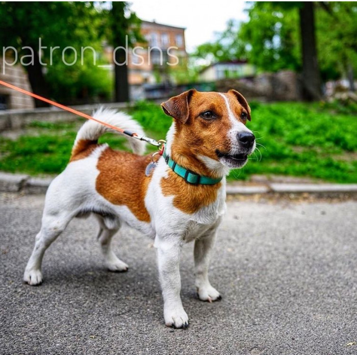Zelenskyy said: “I want to award those Ukrainian heroes who are already clearing our land of mines. And together with our heroes—a wonderful little sapper, Patron, who helps not only to neutralize explosives but also to teach our children the necessary safety rules in areas where there is a mine threat.