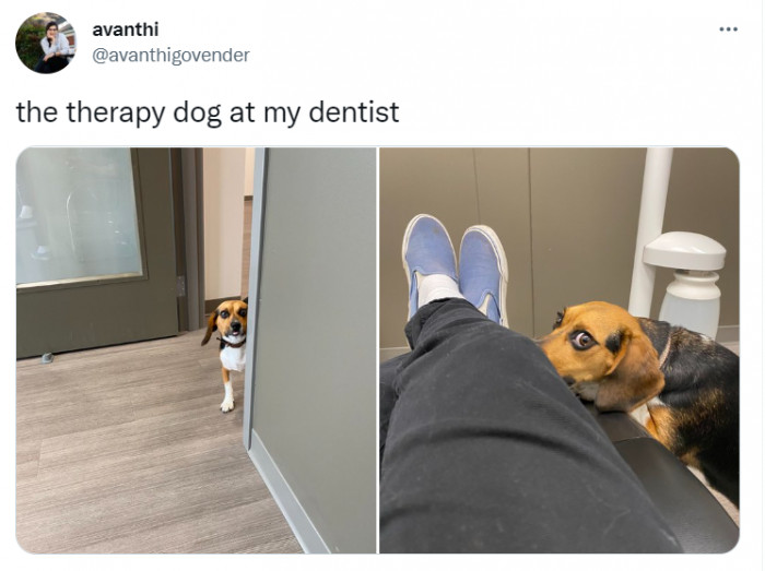 16. This therapy dog looks a little guilty; they know something we don't