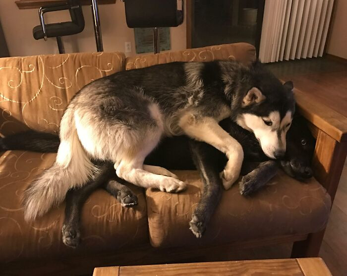 "When The Best Spot On The Couch Is Taken"