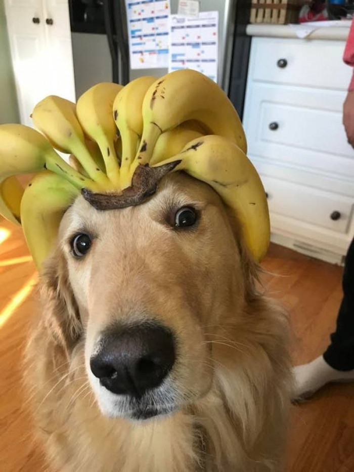 8. This golden chungus was wearing a banana crown, and I'd love to see the Banana Crown Challenge become a thing: