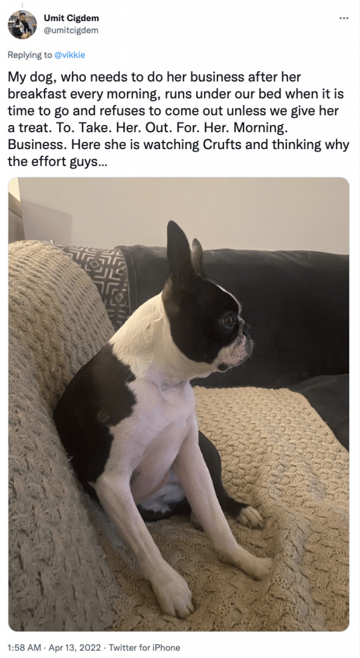 19. My dog does her business after breakfast every morning