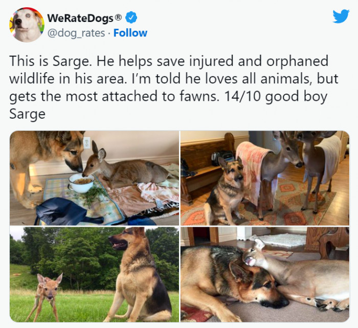 3. Witnessing interspecies friendship is indeed heartwarming!