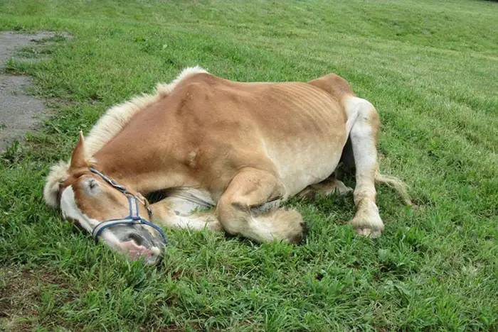 Thanks to the timely intervention of a compassionate individual, Arthur was given a second chance at life