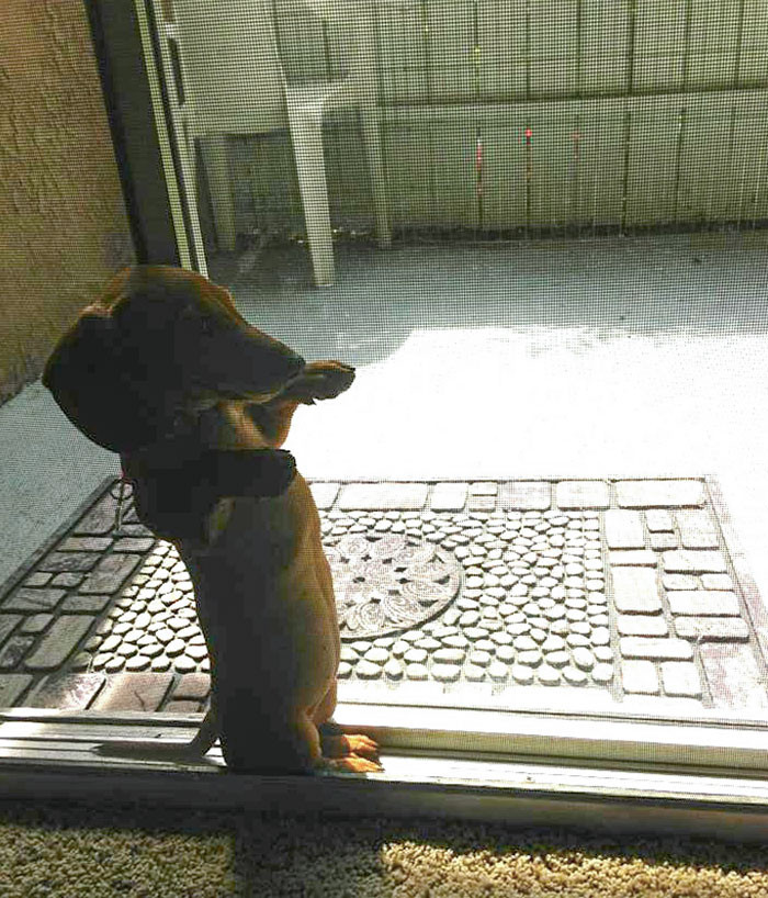 "My Friend's Dachshund Puppy Managed To Get Herself Wedged Between The Screen And Glass Door"