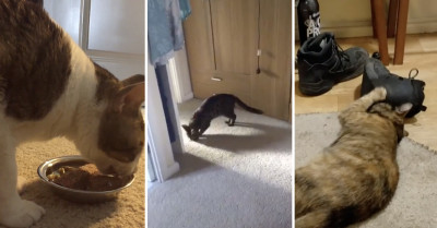 Say Hello To These 15 Dogs, Who Are Actually Cats