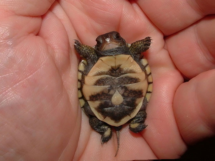 35. Baby Turtle