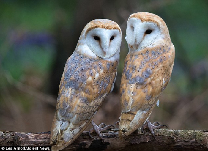 Barn Owls are night hunters and they spend their days tucked away in secluded and tranquil hideouts
