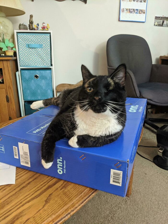 "New Computer Monitor Means New Box For Newman!"