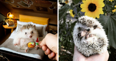 21 Hedgehogs That Are Completely Oblivious To Their Own Cuteness