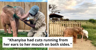 Joyful Relief For Baby Albino Elephant After Days Of Captivity