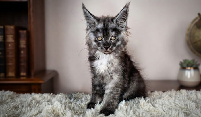 Are Maine Coons good with children?