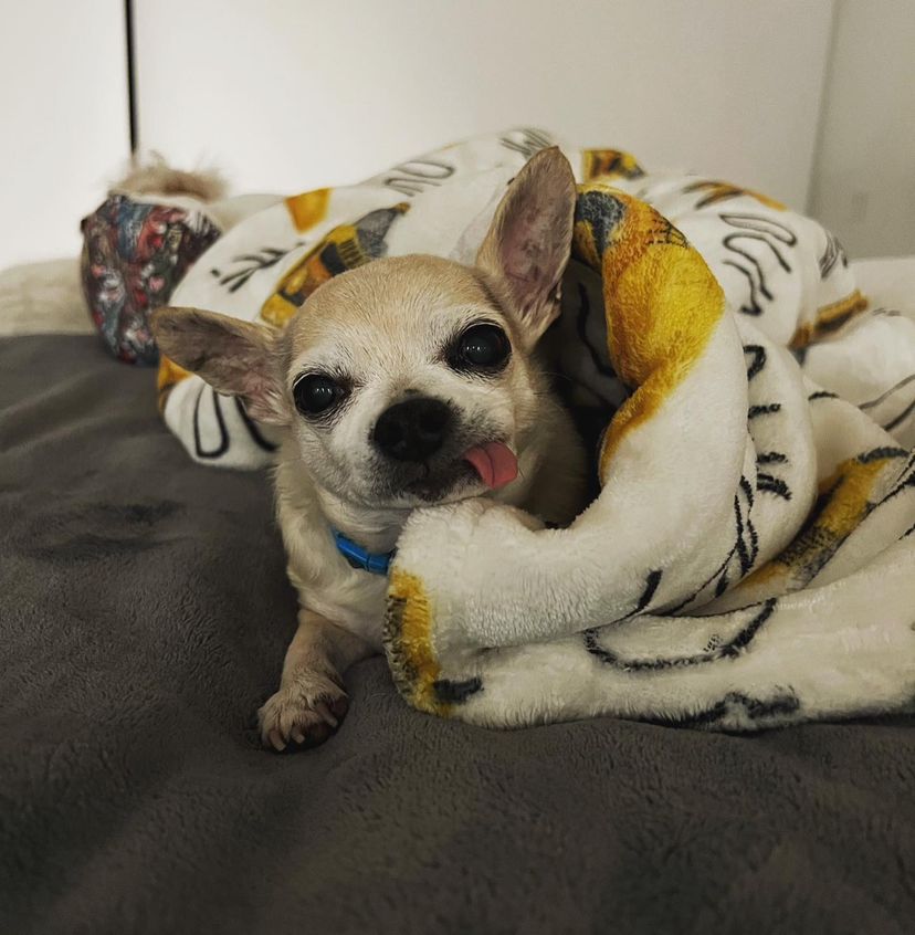 14. The master of paw-sitive vibes and tongue-in-cheek humor!