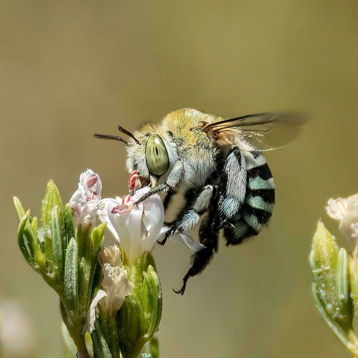 Blue-banded bees use buzz pollination, vibrating their bodies to shake pollen free from flowers that won’t release it on their own.