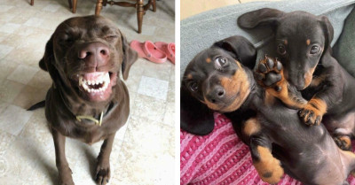 The Internet’s Funniest Dogs Are Here To Fix Your Mood
