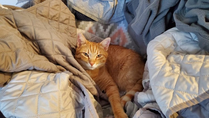 14. Cat wants two families.