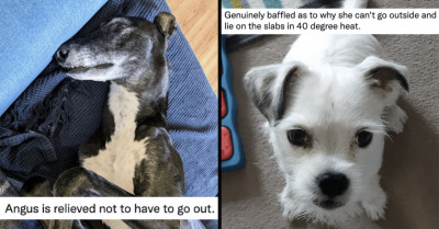 Hilarious Twitter Thread Features Dogs Giving Their Owners Dirty Looks When Told It's Too Hot To Go Outside