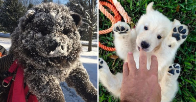 Here's A Series Of Photos of The Fluffiest Dogs We've Ever Seen In Our Entire Lives