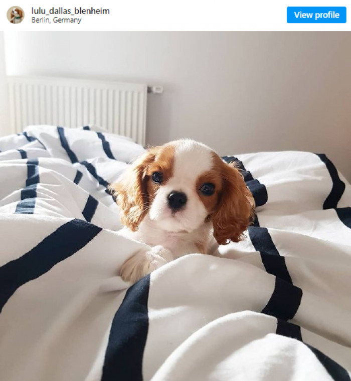 4. This adorable Lulu lovebug is in desperate need of a good night's sleep.