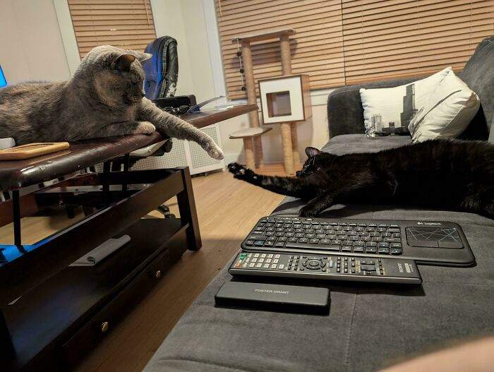 "Their Take On Michaelangelo's: The Creation Of Adam"