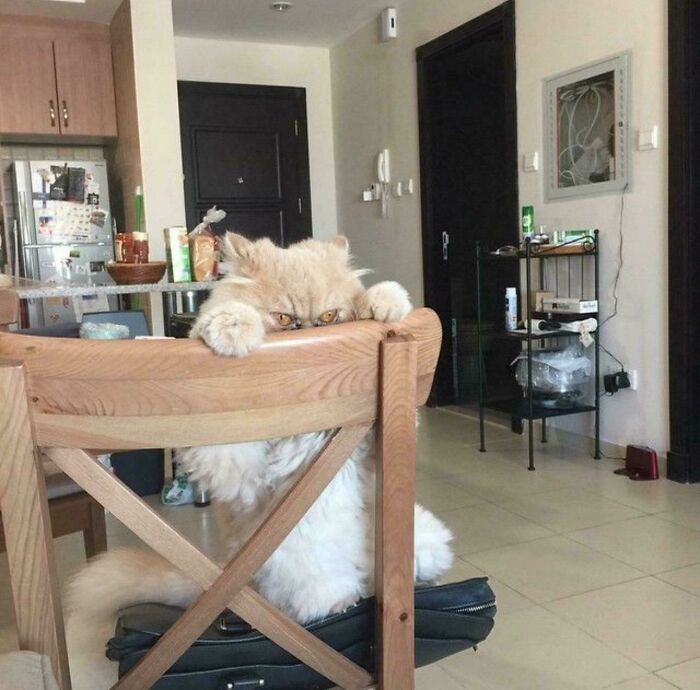 22. The face of a cat who just heard the word ‘vet.’