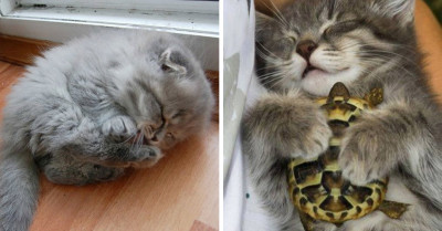 12 Pawsitively Precious Pictures Of The Sleepiest Cats We've Ever Seen That Will Leave You Swooning