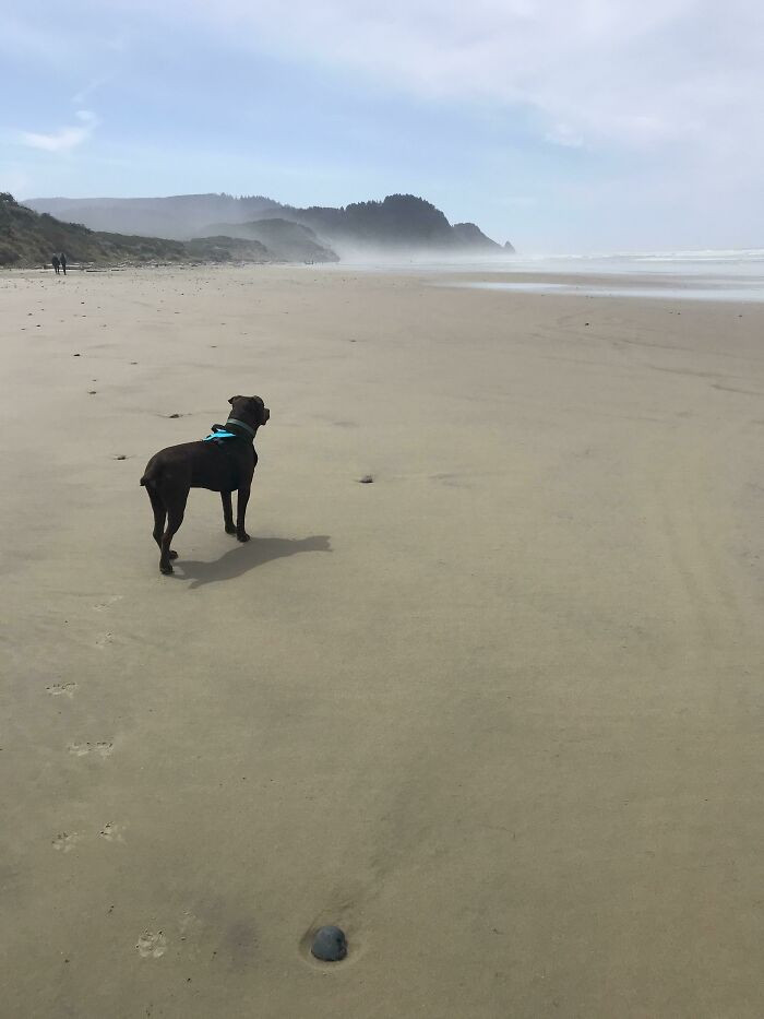 31. "Called in sick to work. Took my newly adopted dog to the beach on a beautiful spring day."