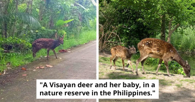 Visayan Deer, A Highly Endangered Species, Spotted In The Wild