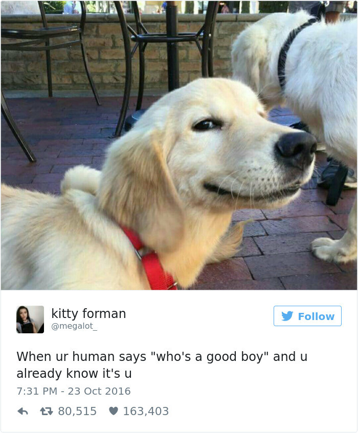 9. This Smug Pupper