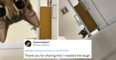 Criminal-Minded Cats Lock Hoomans Out Of The Bathroom, And Twitter Hilarity Follows Suite