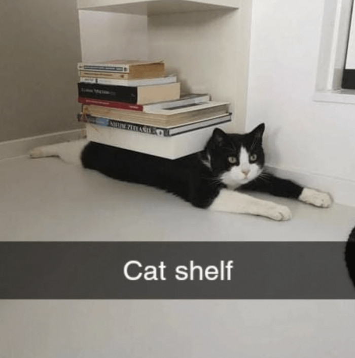 1. This is one cute and adorable shelf that every cat lover ought to have