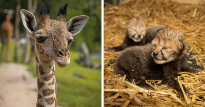 Warm Up Your Hearts With These 15 Pictures Of Adorable Baby Animals In The Zoo That'll Make You Smile