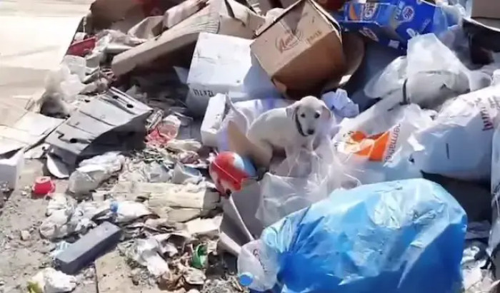 Takis Proestakis, who has made it his mission to save abandoned dogs on the beautiful island of Crete in Greece, found this dog in trash