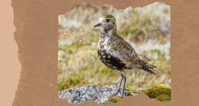 Birds of Iceland: 14 Species From Puffins to Gyrfalcons