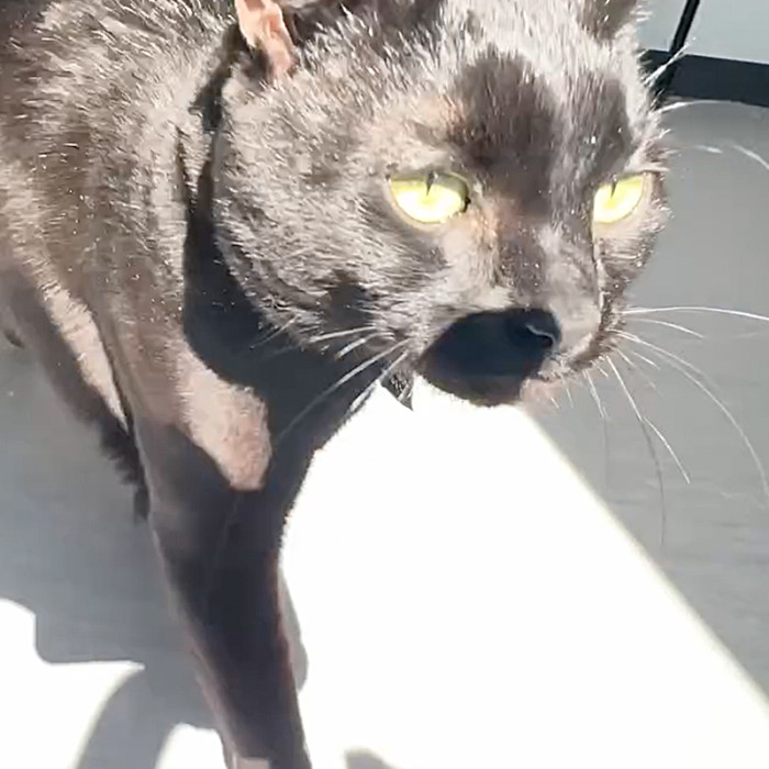 Unfortunately, when Beth did finally learn about Glory's fate, it was not a happy one for the missing cat.