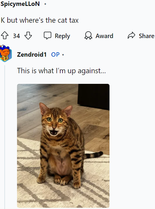 That cat is chonky! And just look at that face!