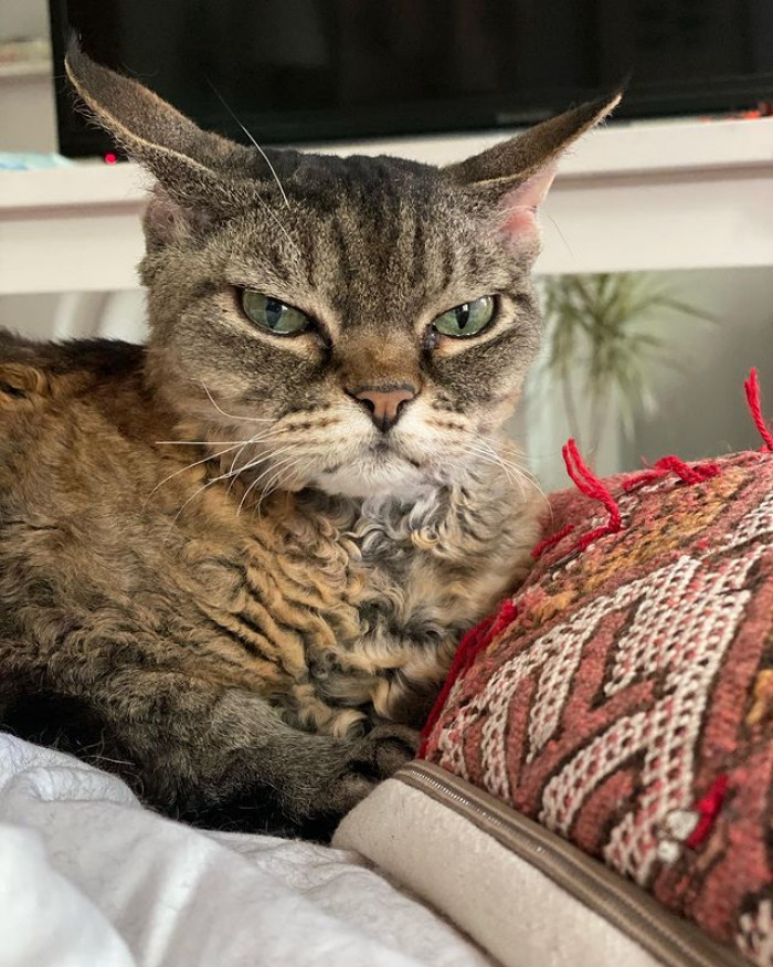 2. Meet the gorgeous Grumpy Barbara. She was initially thought unadoptable owing to her aggressiveness. But her mother, Sarah, spotted something in this mad young lady, and the two are now best friends!