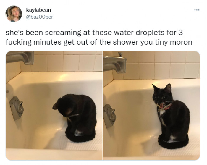 11. This cat discovered the horrors of the shower