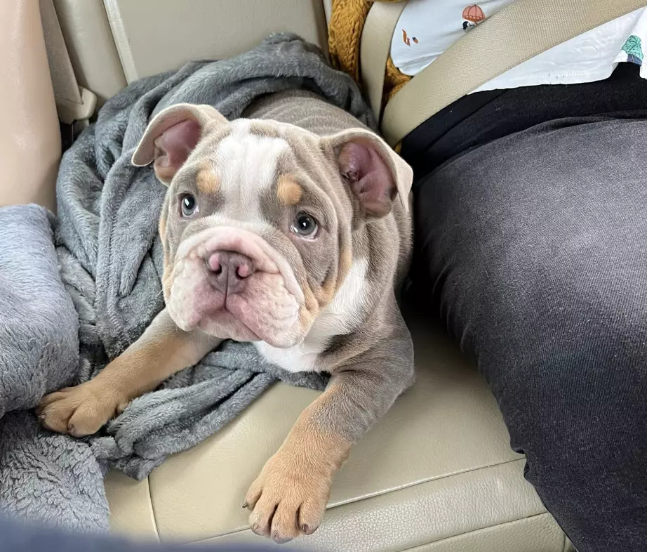 This is Harley, a cute seven-month-old bulldog puppy who unintentionally saved his owner's life.