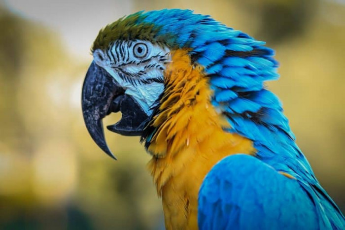 14) Spix’s Macaw