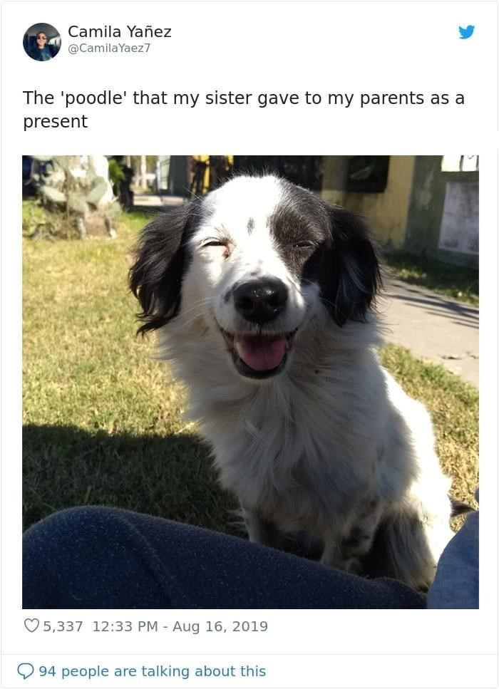 3. That is one happy poodle