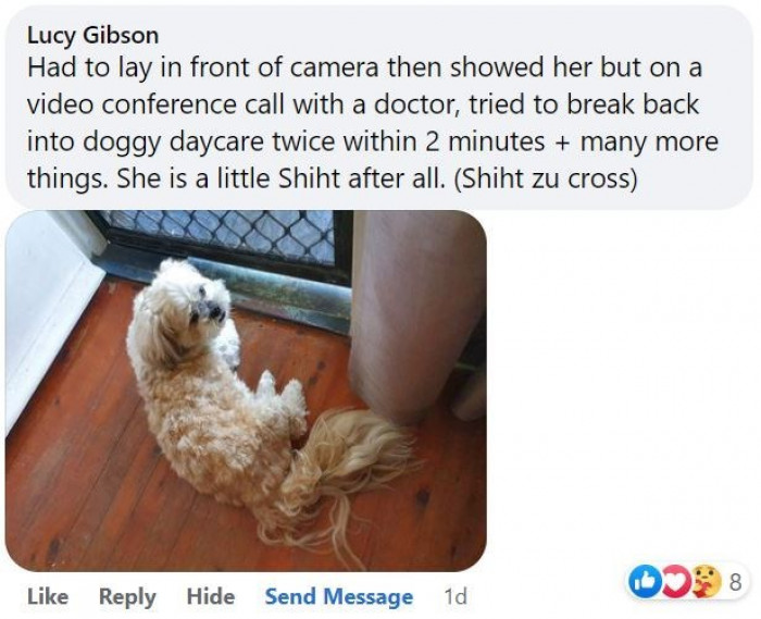 9. Meet this little Shiht